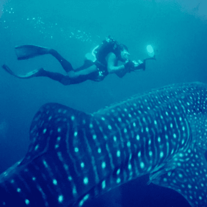 fred garth swimming with shark community