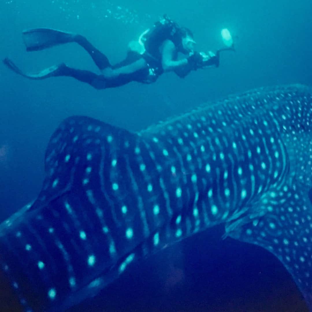 fred swimming with shark